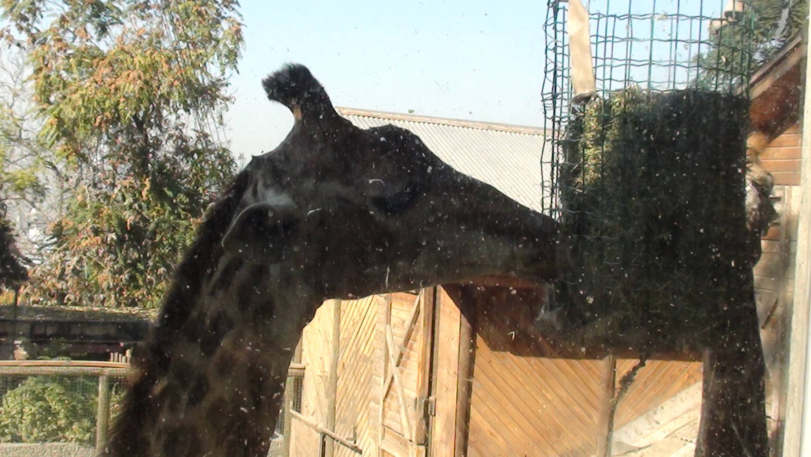 Giraffe