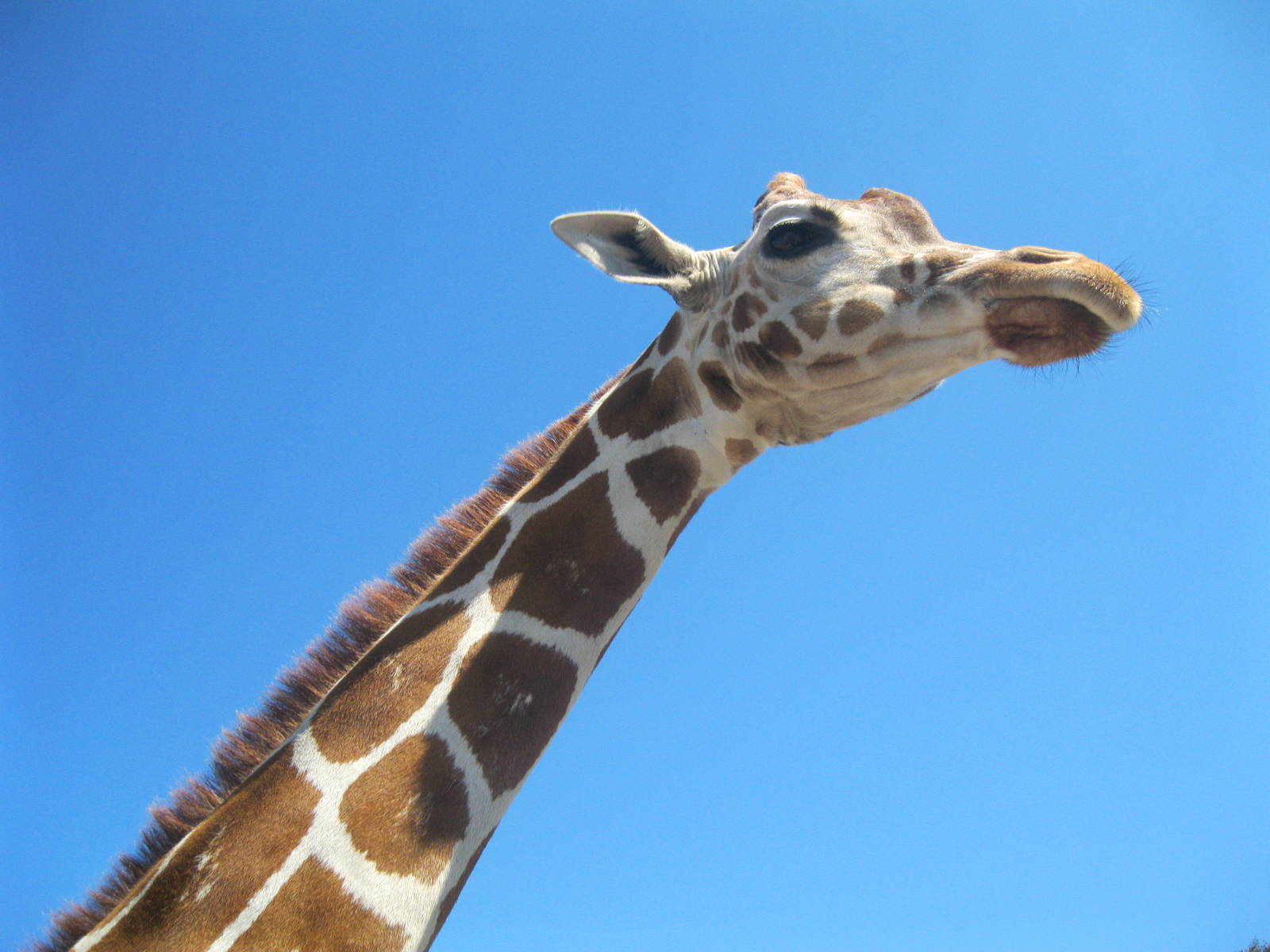 Giraffe