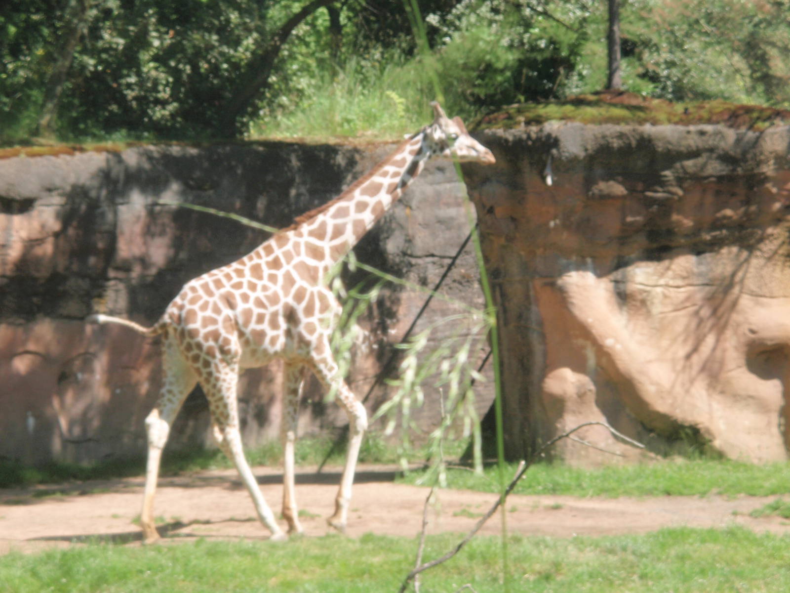 Giraffe