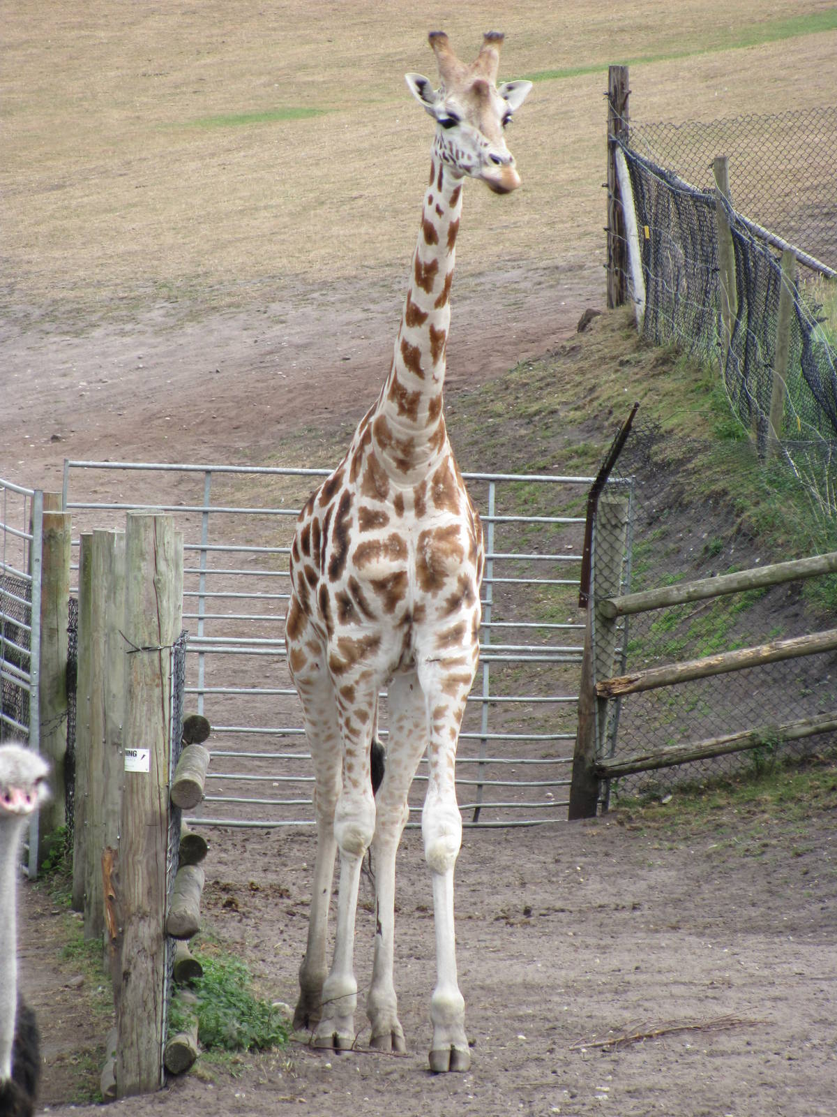 Giraffe