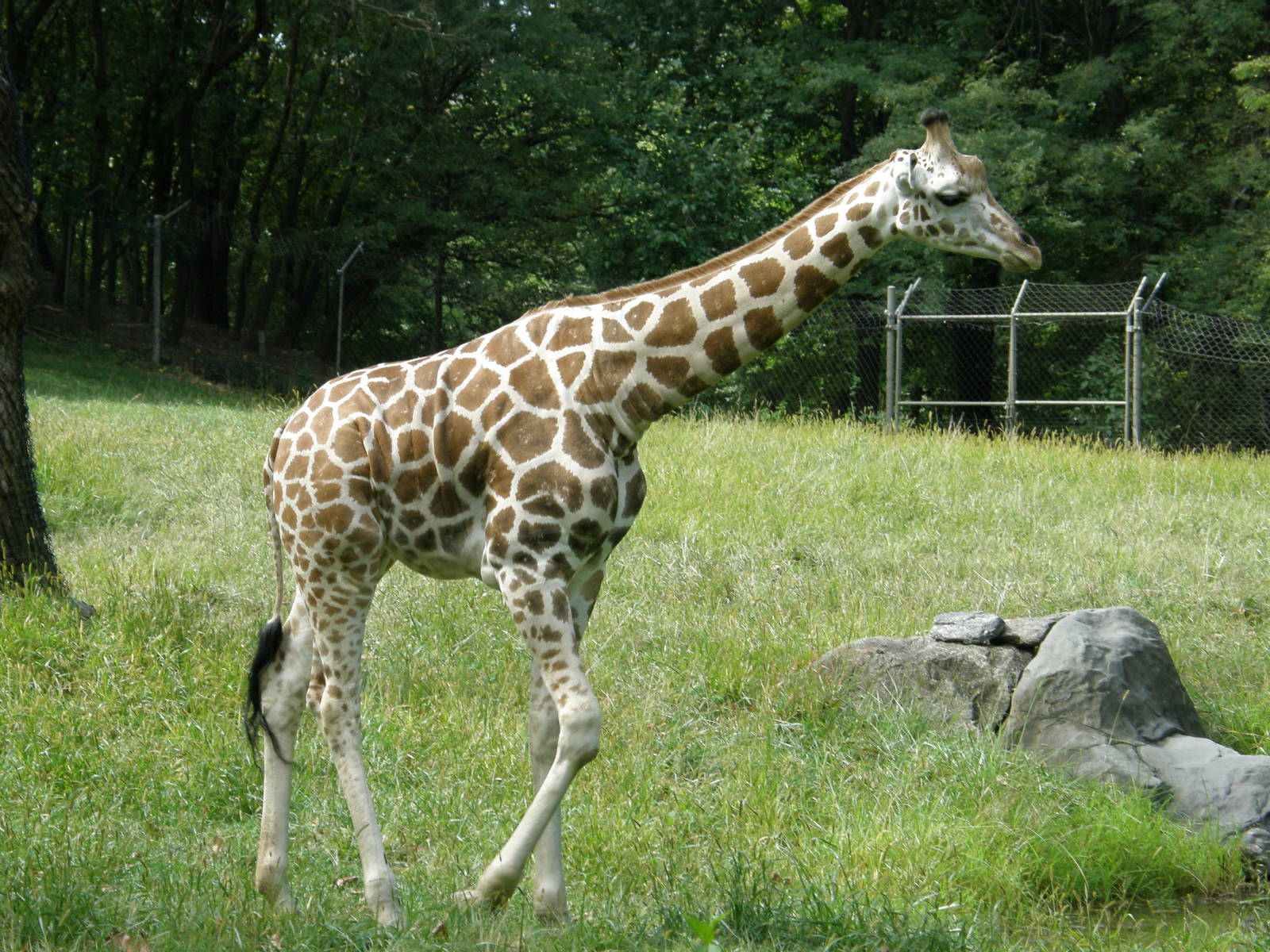giraffe