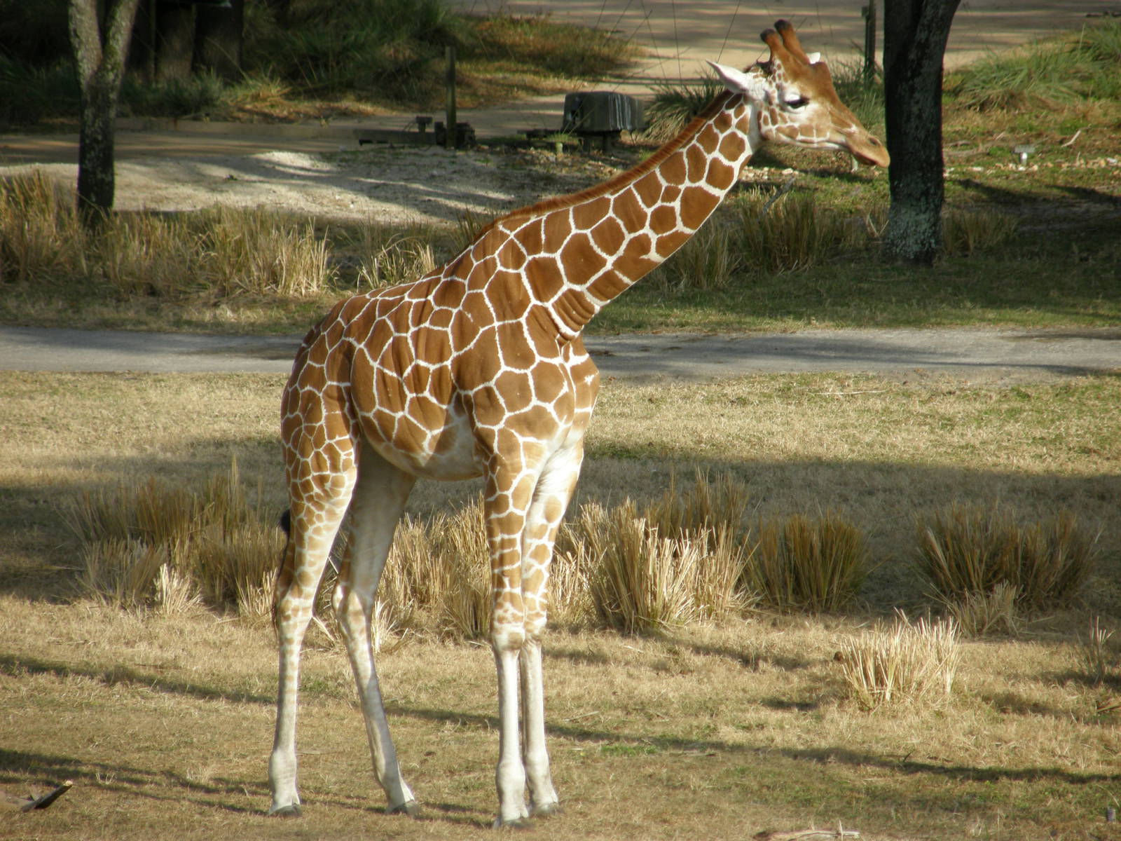 giraffe