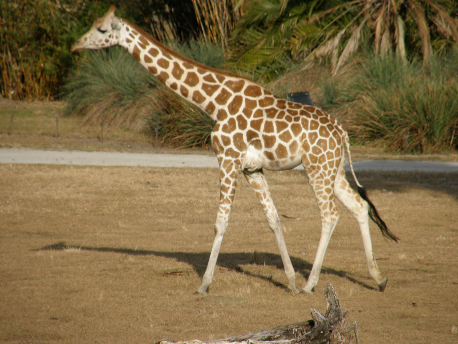 giraffe