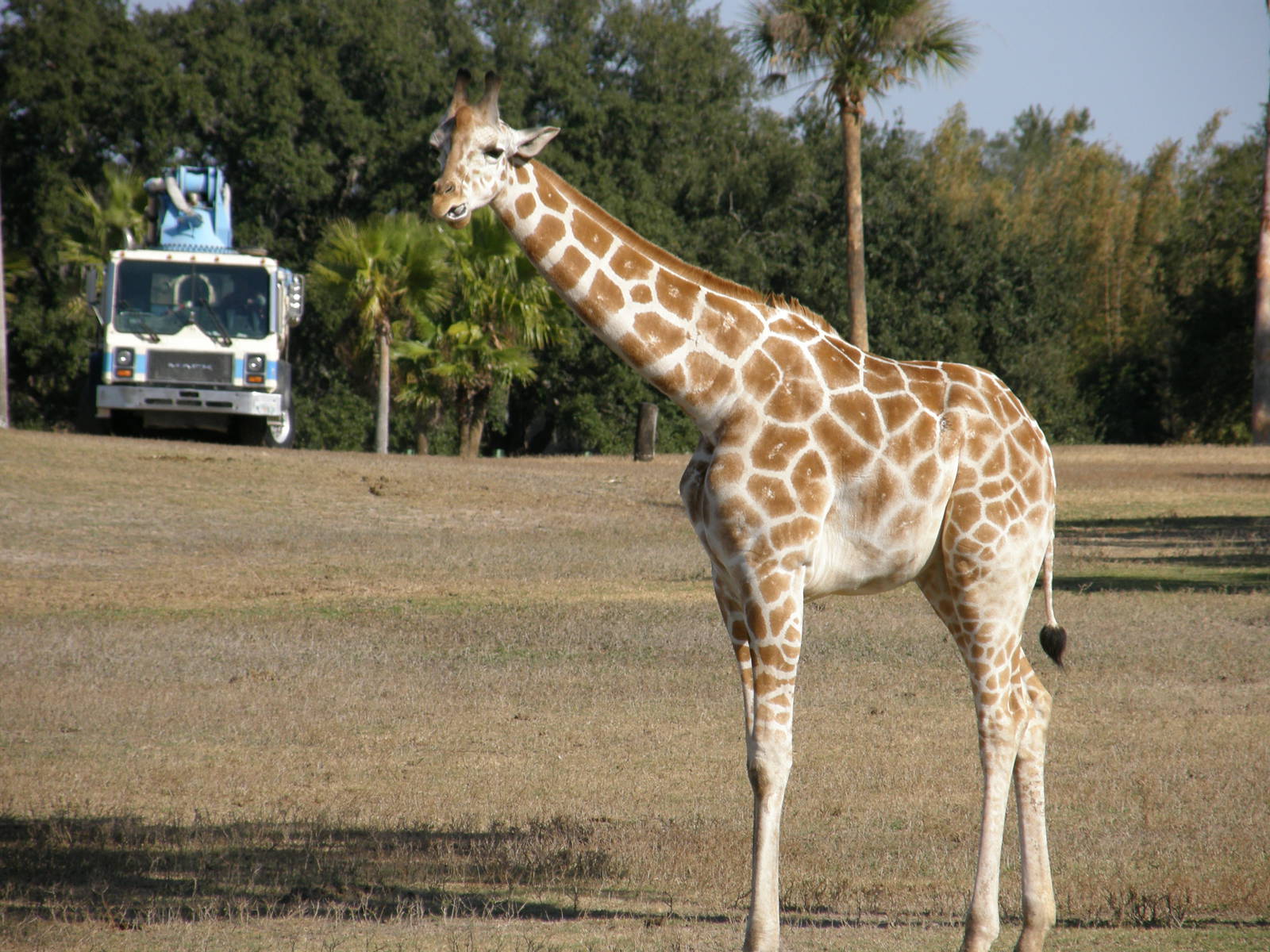 giraffe