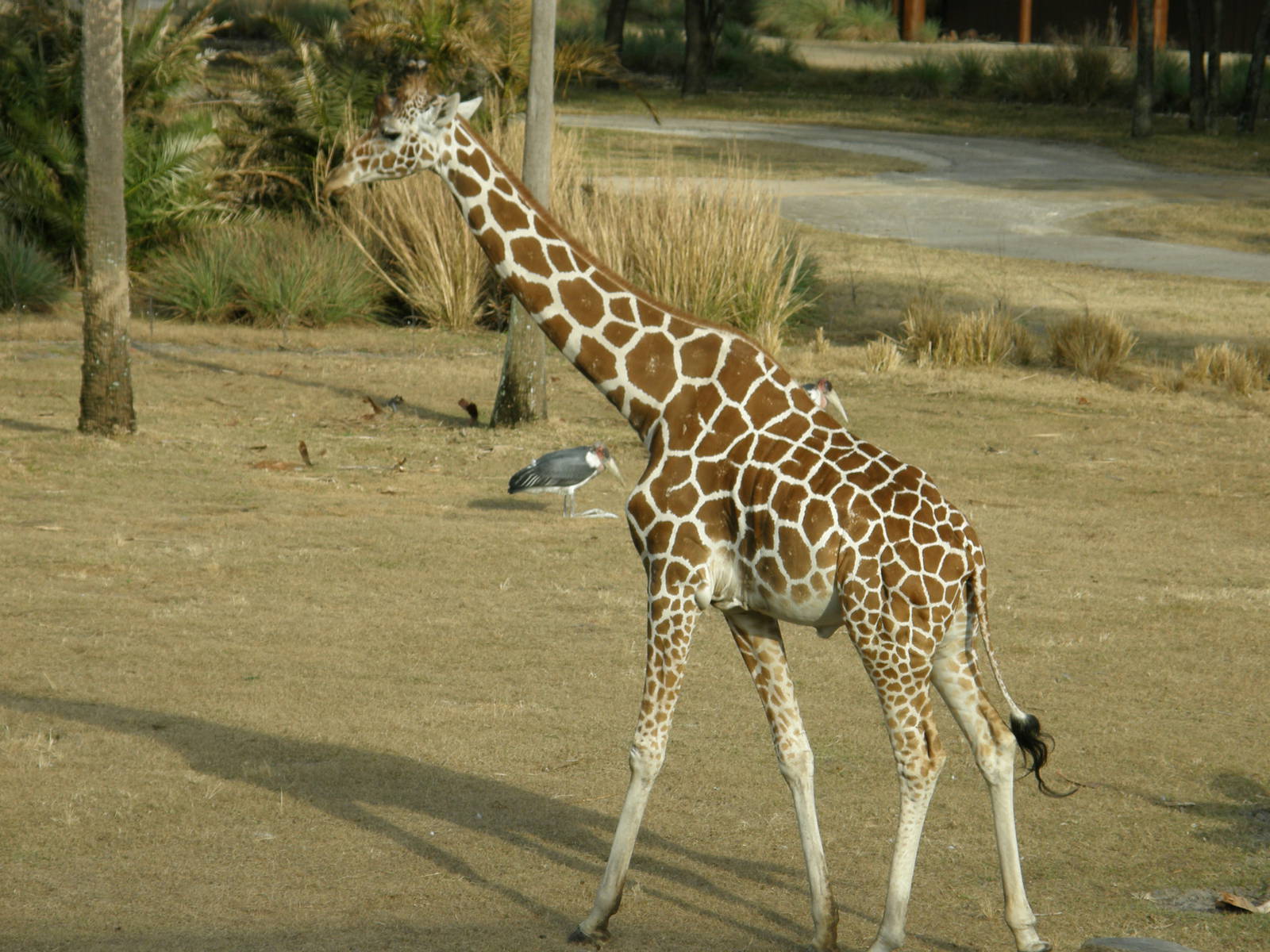 giraffe