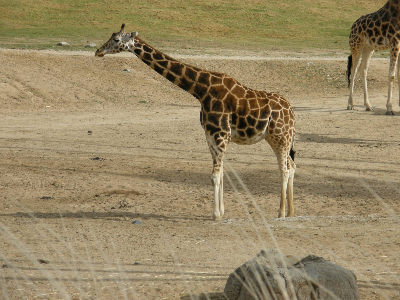giraffe