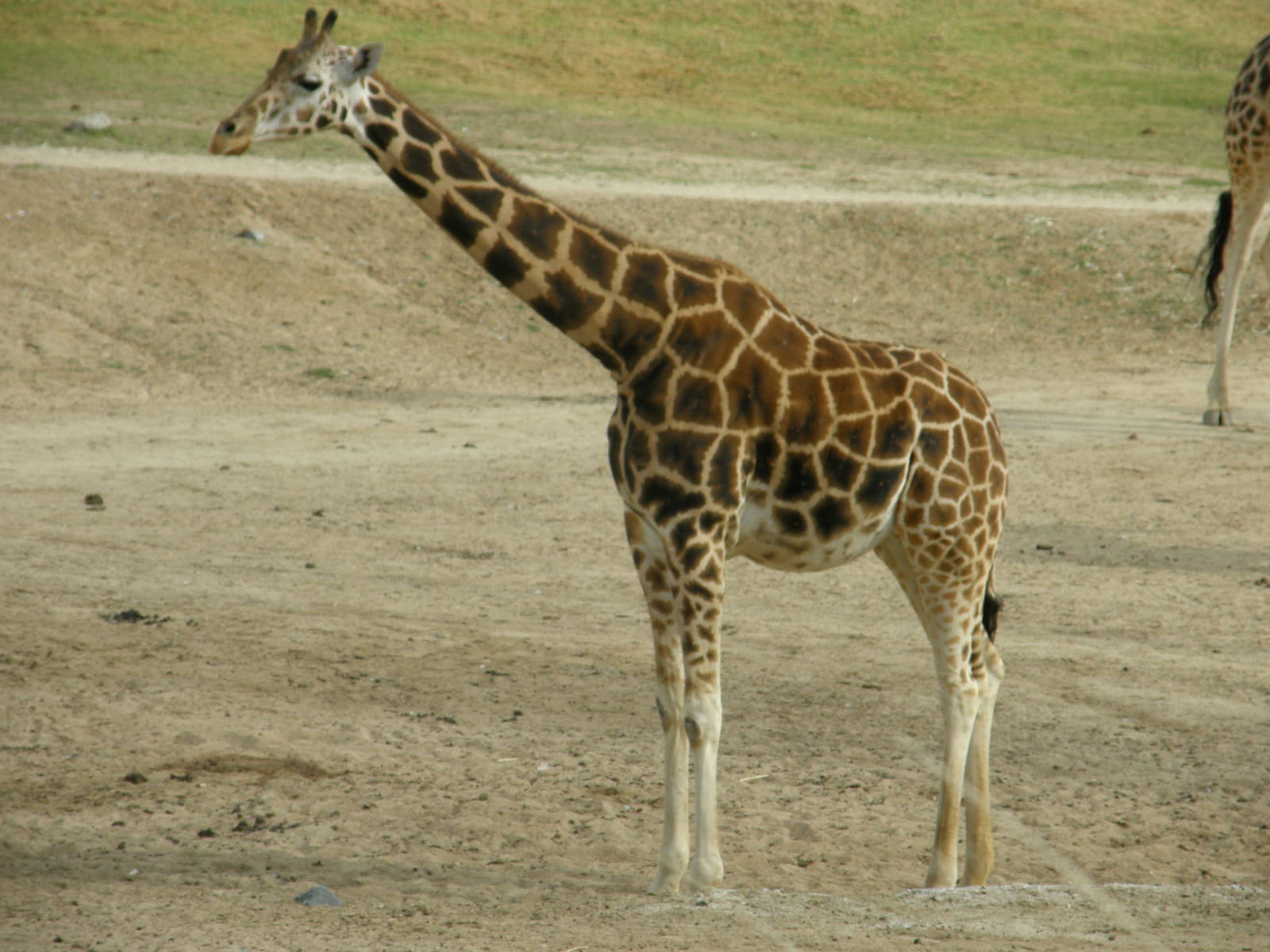 giraffe