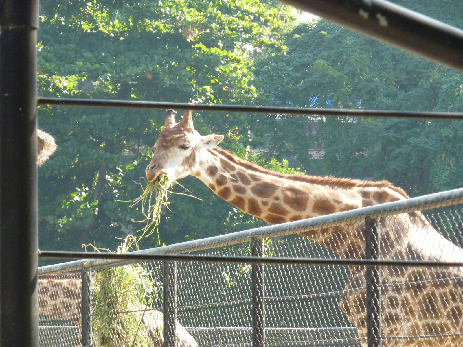 Giraffe