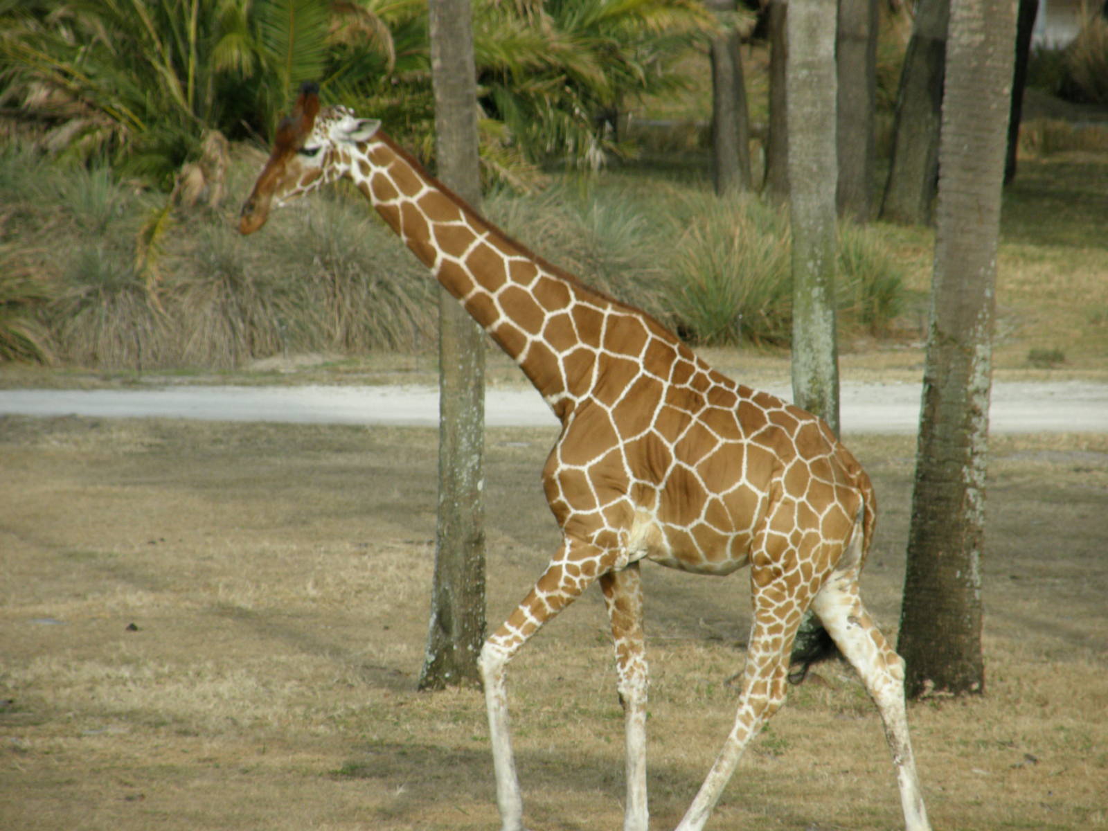 giraffe