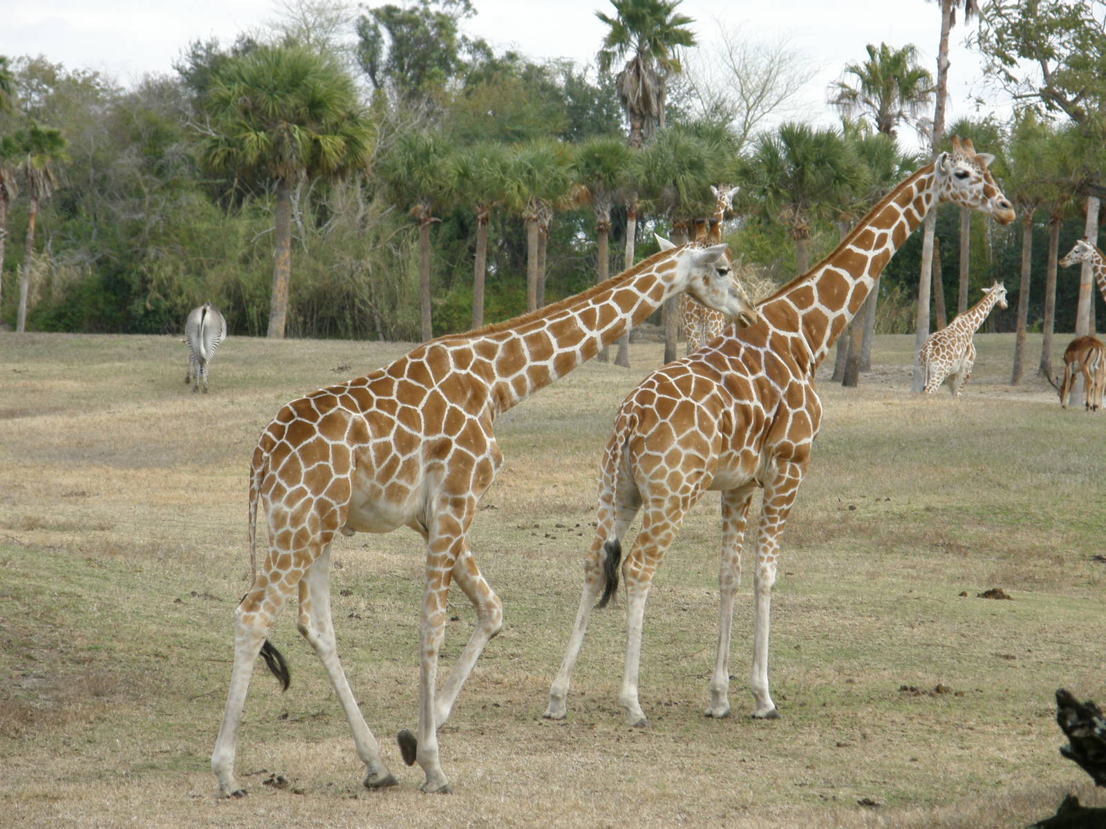 giraffe