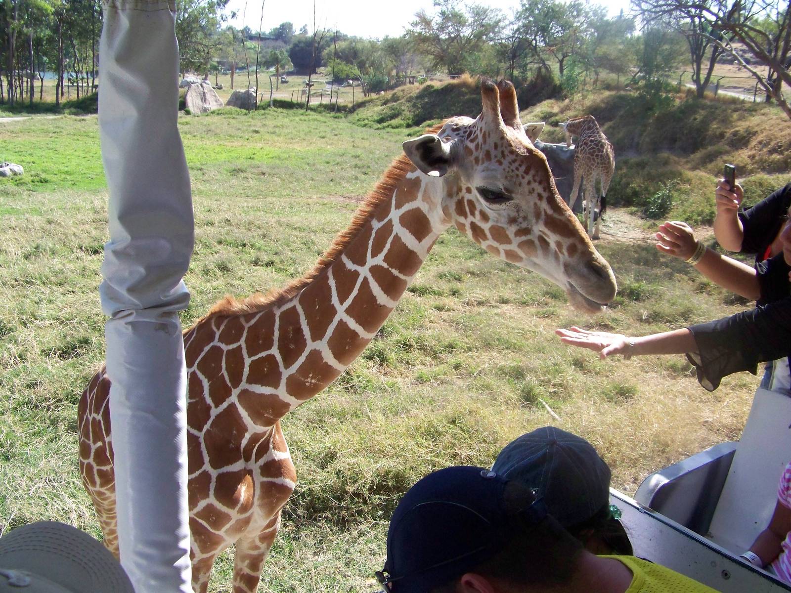 Giraffe