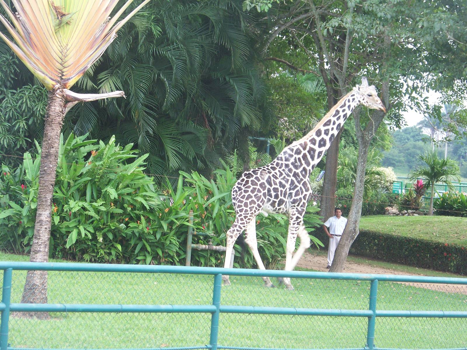 Giraffe