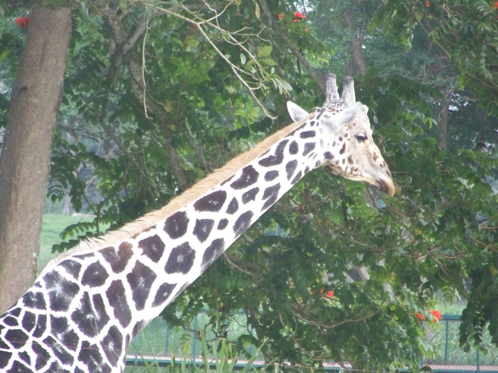 Giraffe
