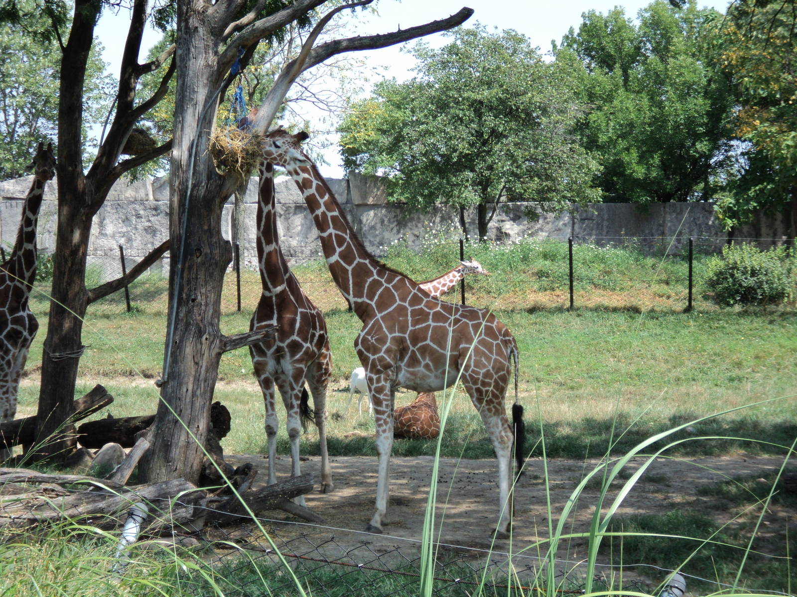 Giraffe