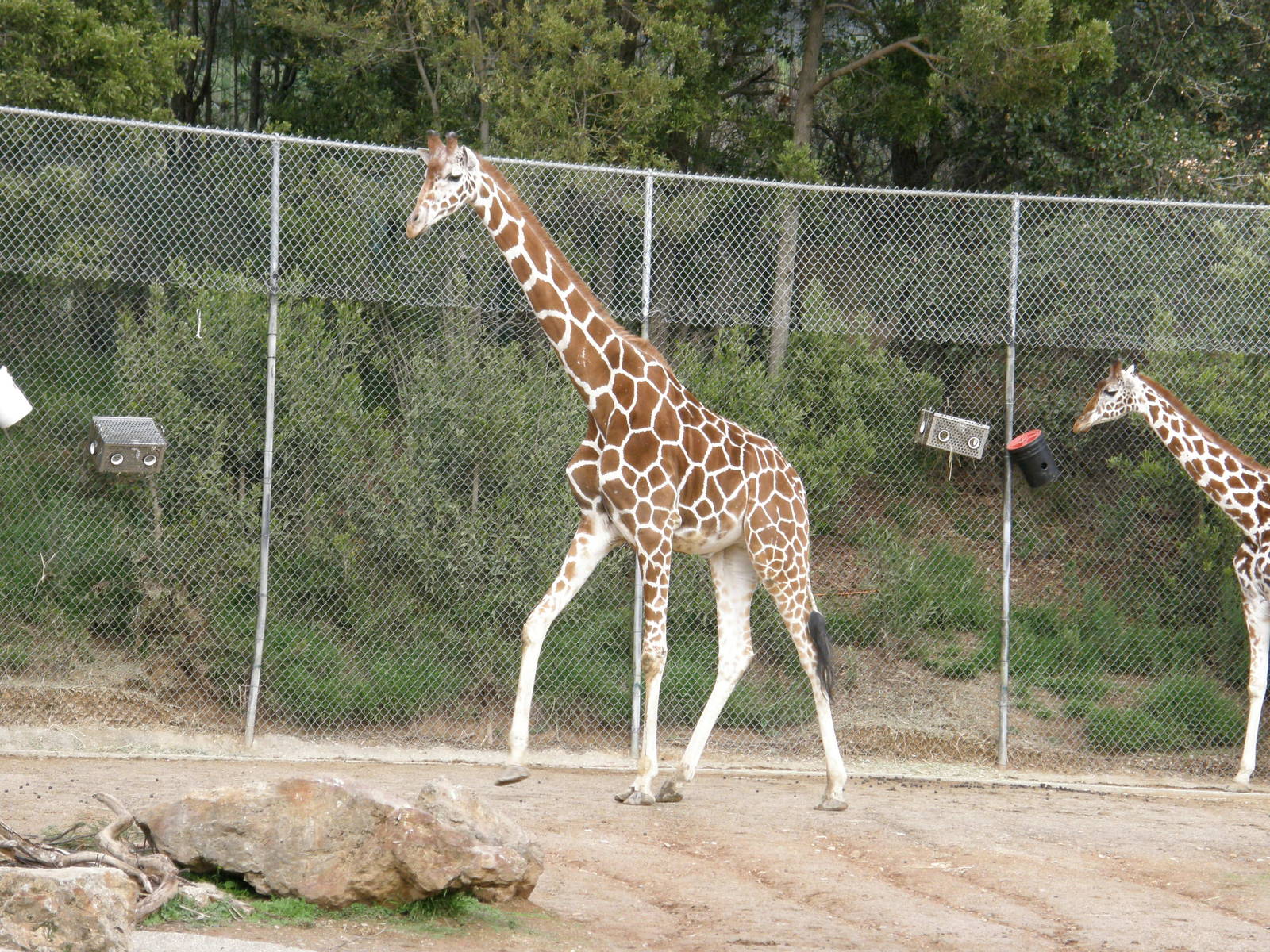 giraffe