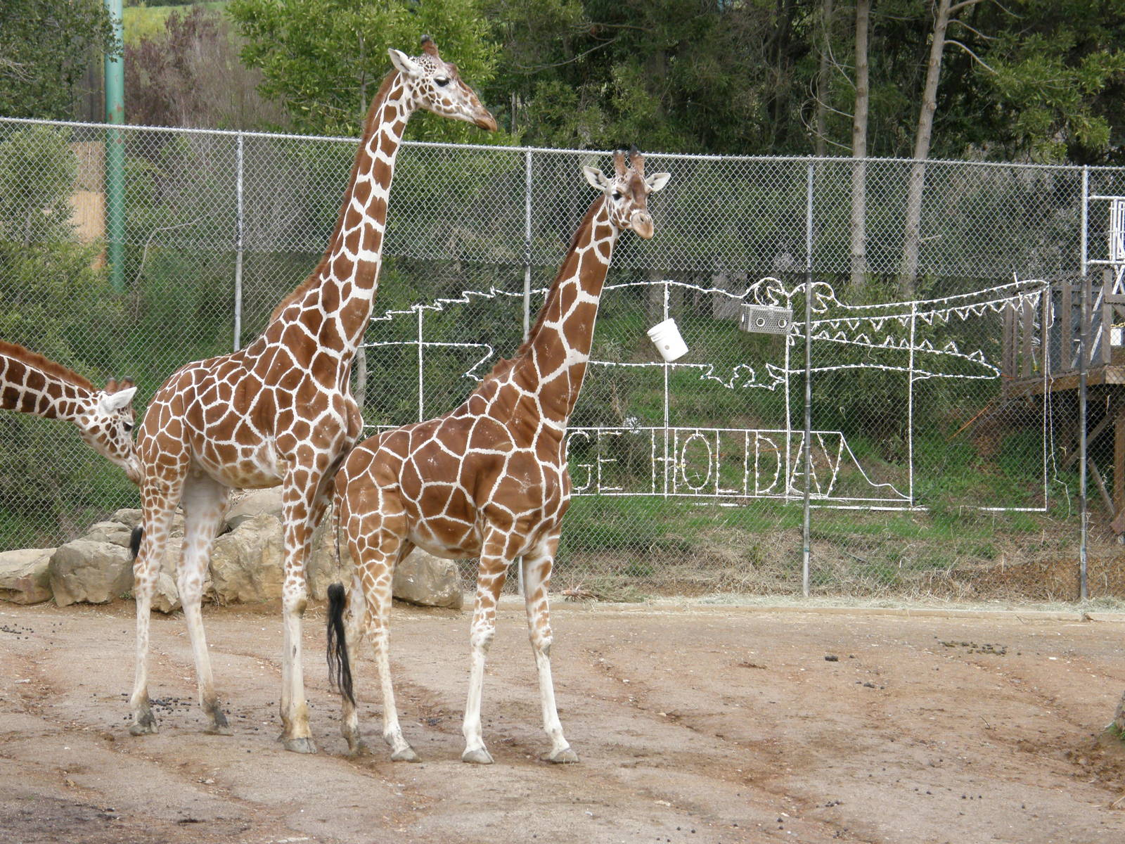 giraffe