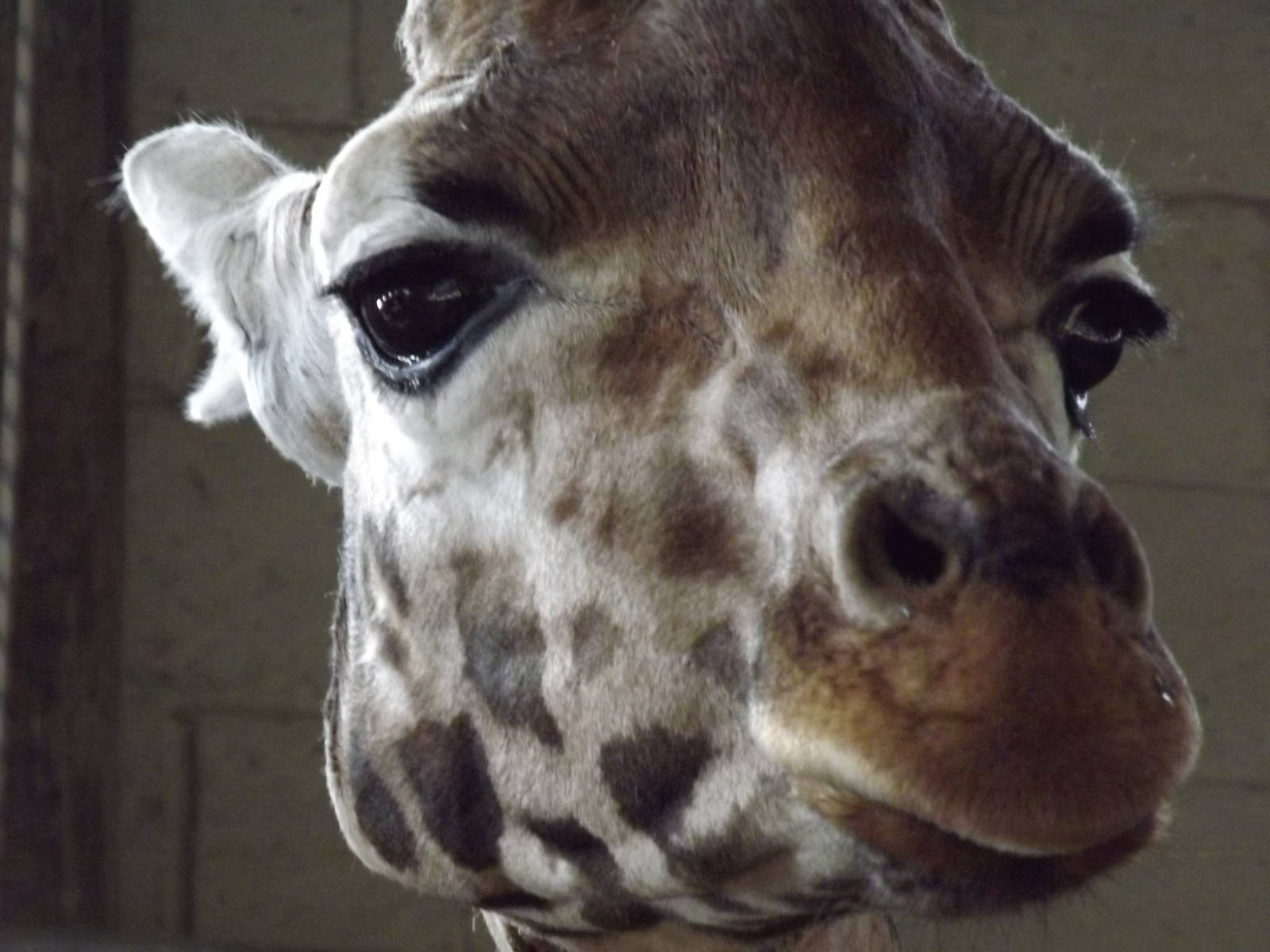 Giraffe
