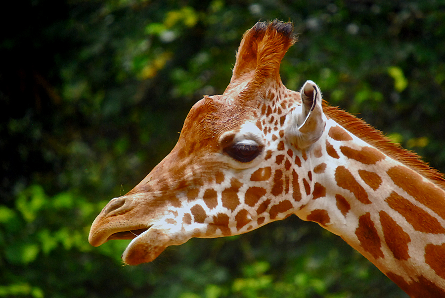 giraffe