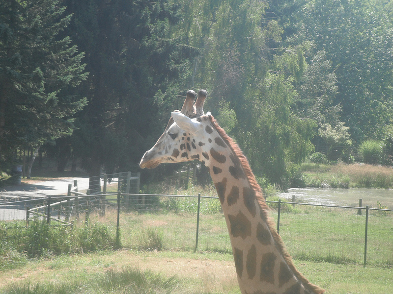 Giraffe