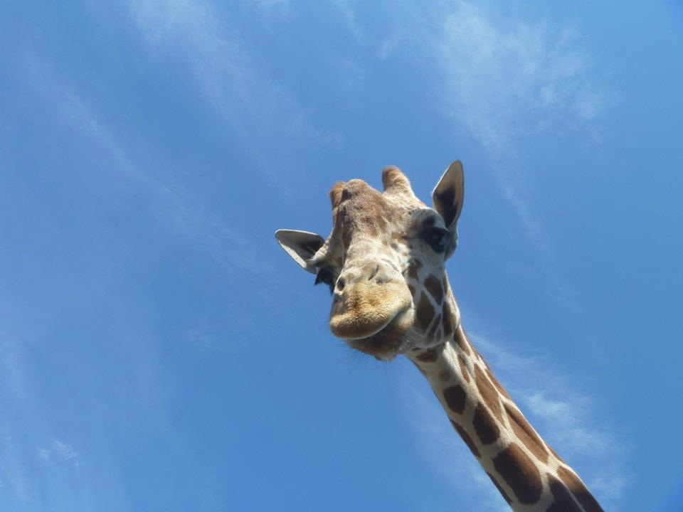 Giraffe