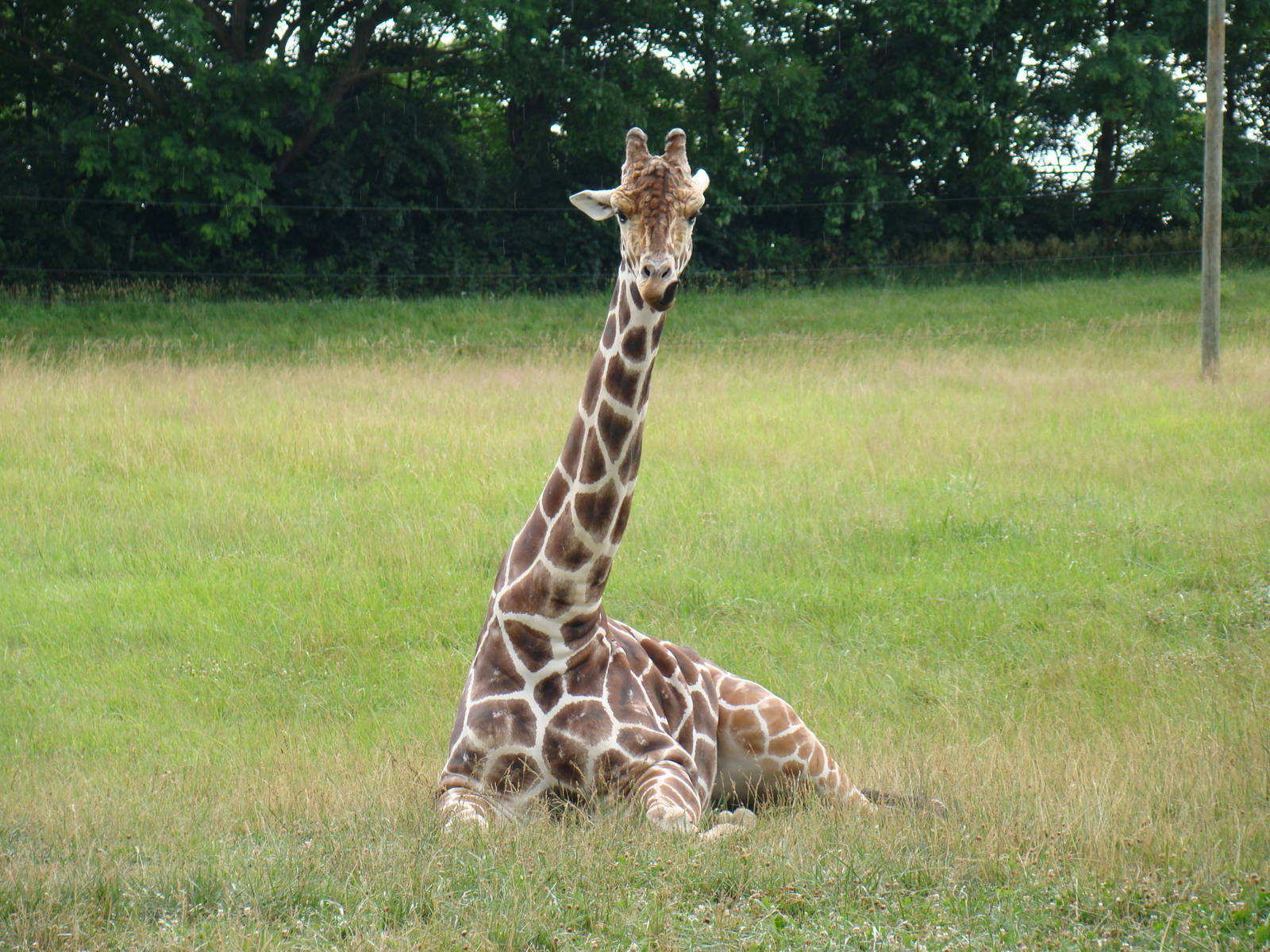 Giraffe