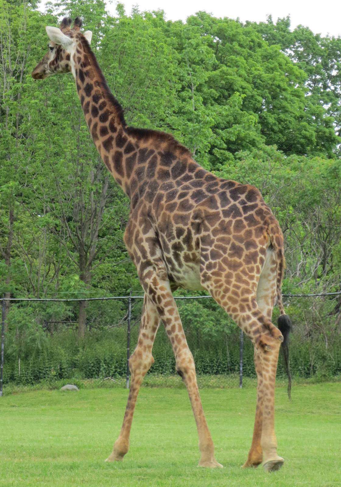 Giraffe