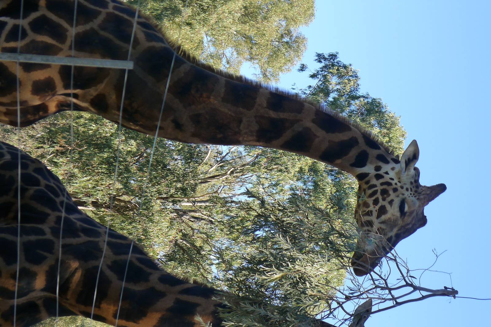 Giraffe