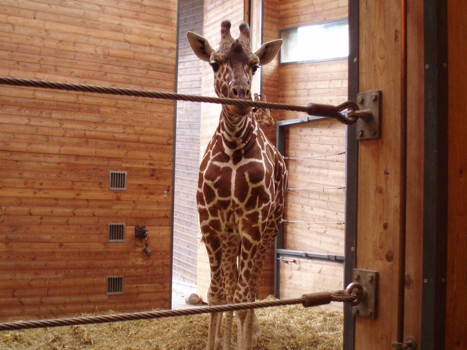 Giraffe