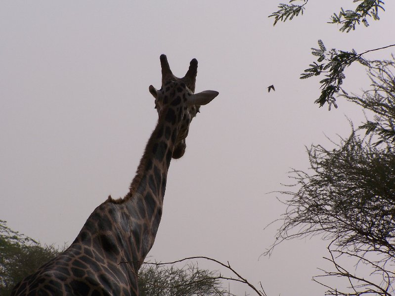 Giraffe
