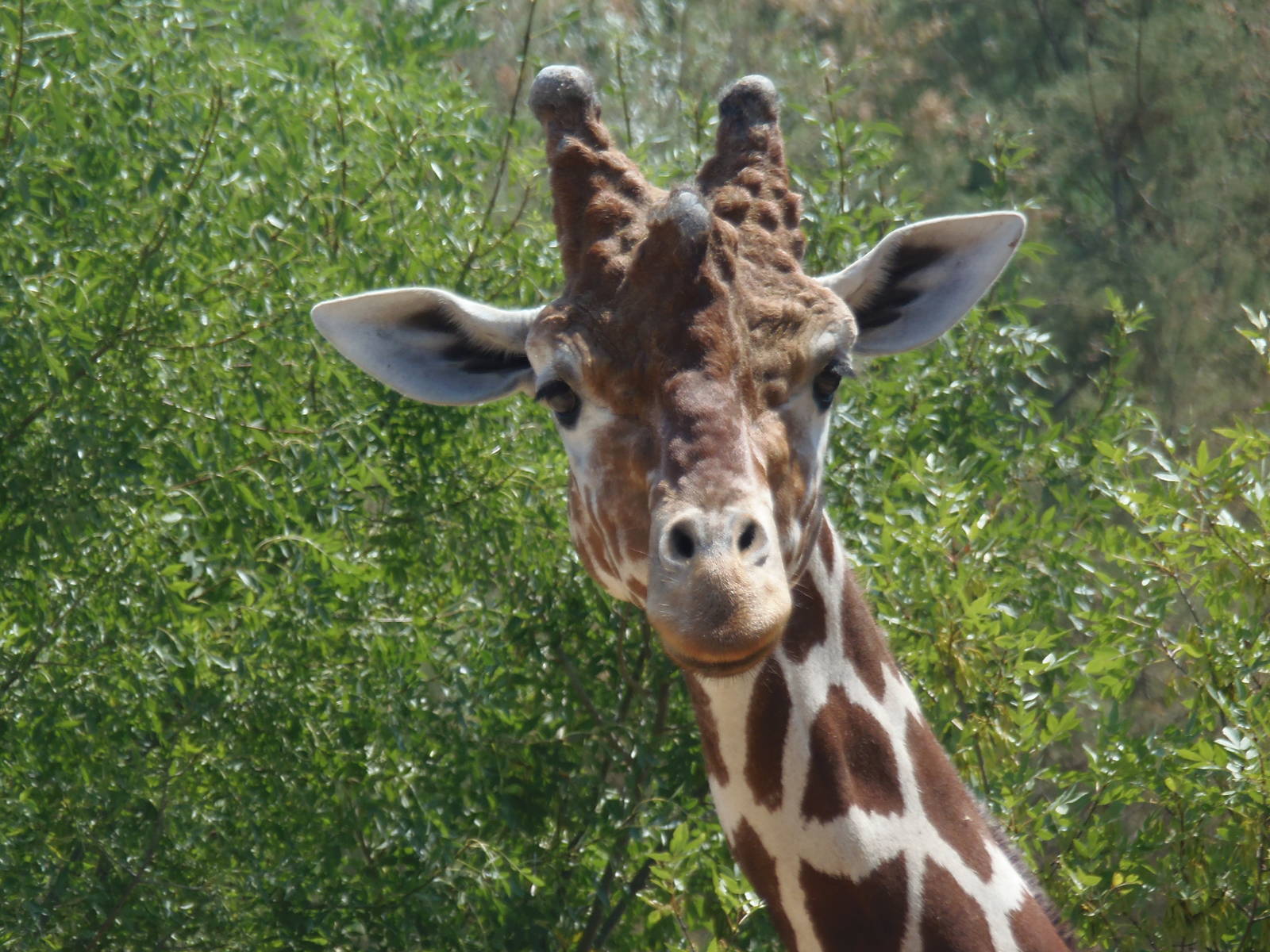 Giraffe