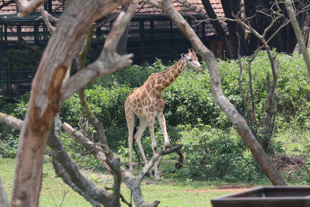 Giraffe