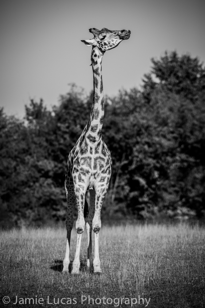 Giraffe