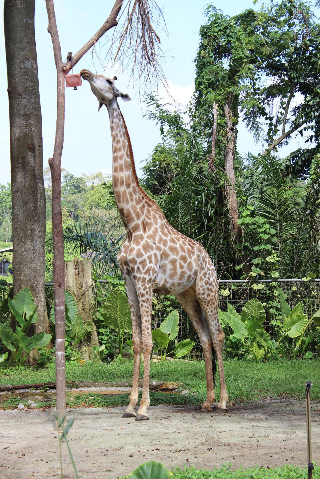 Giraffe