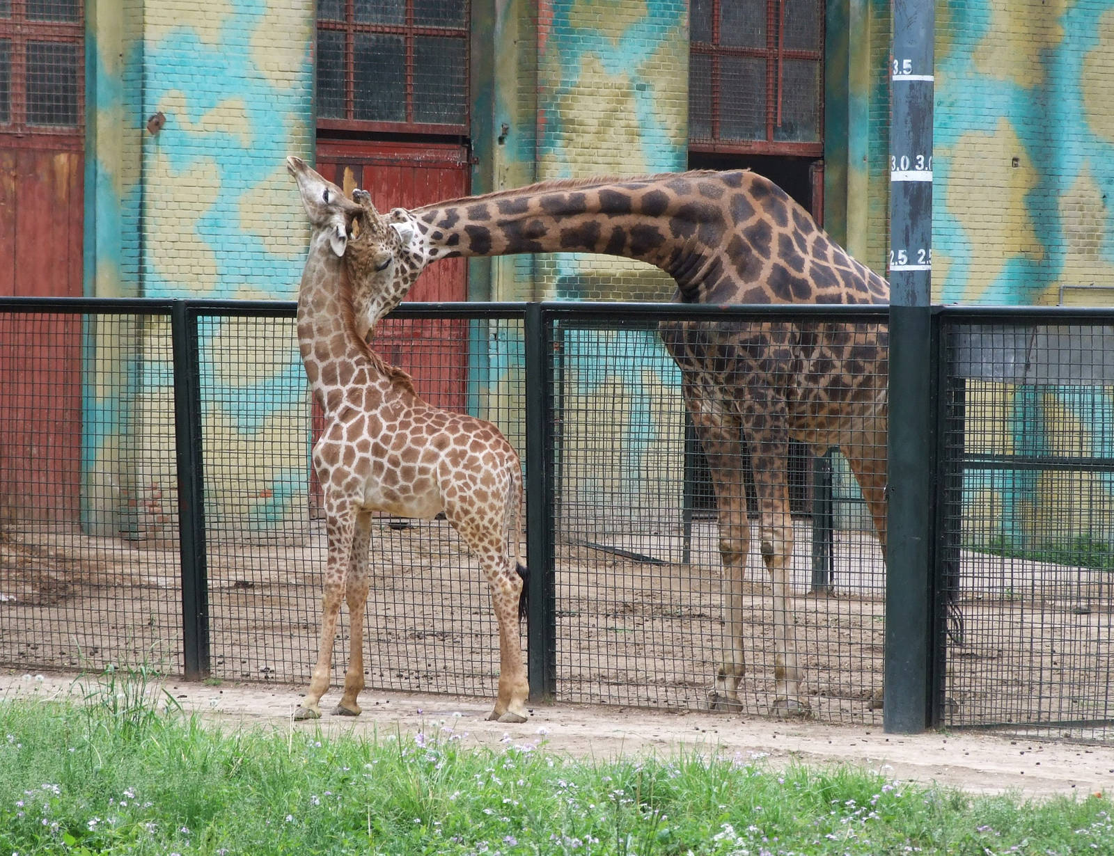 giraffe