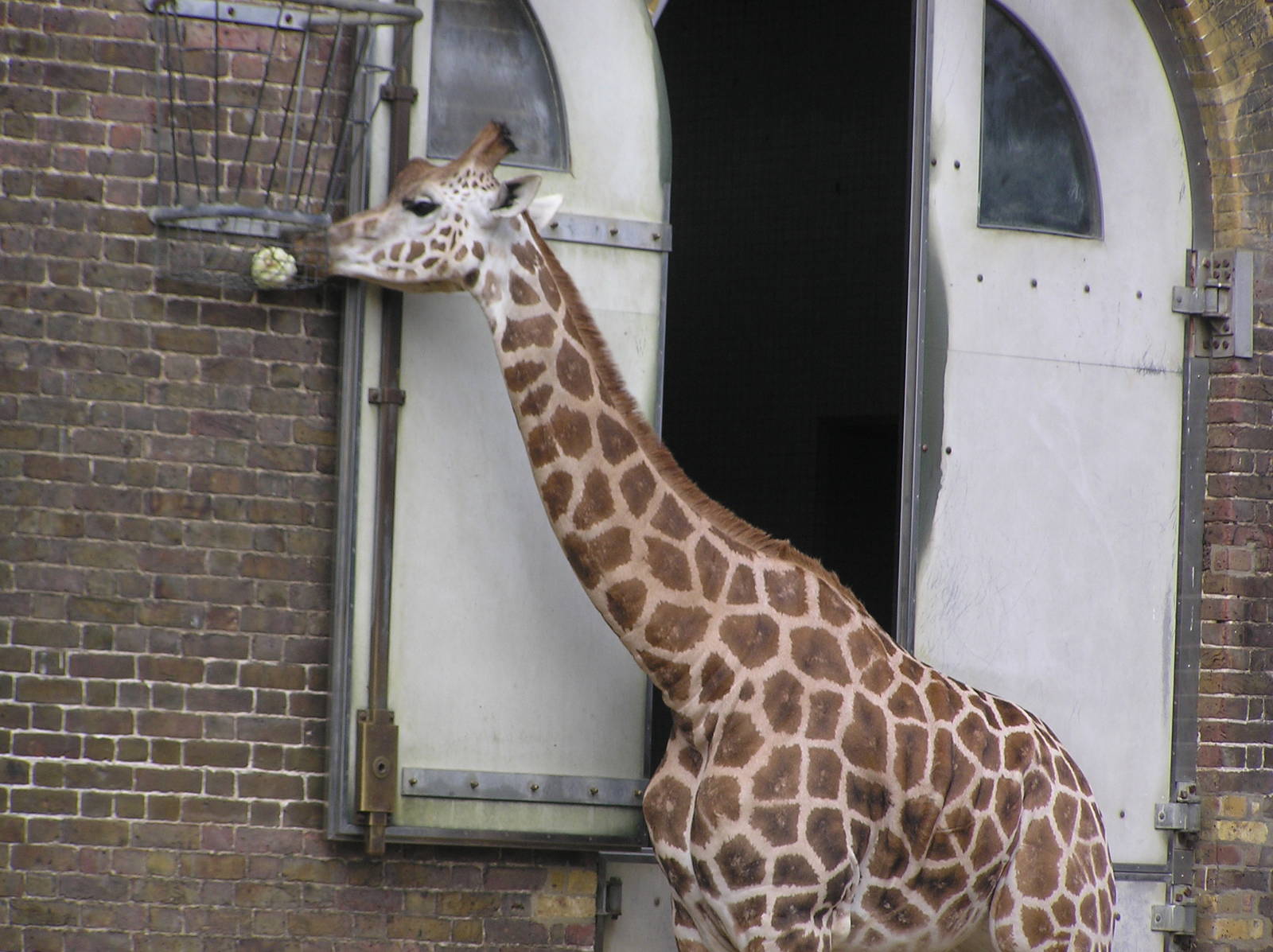 Giraffe