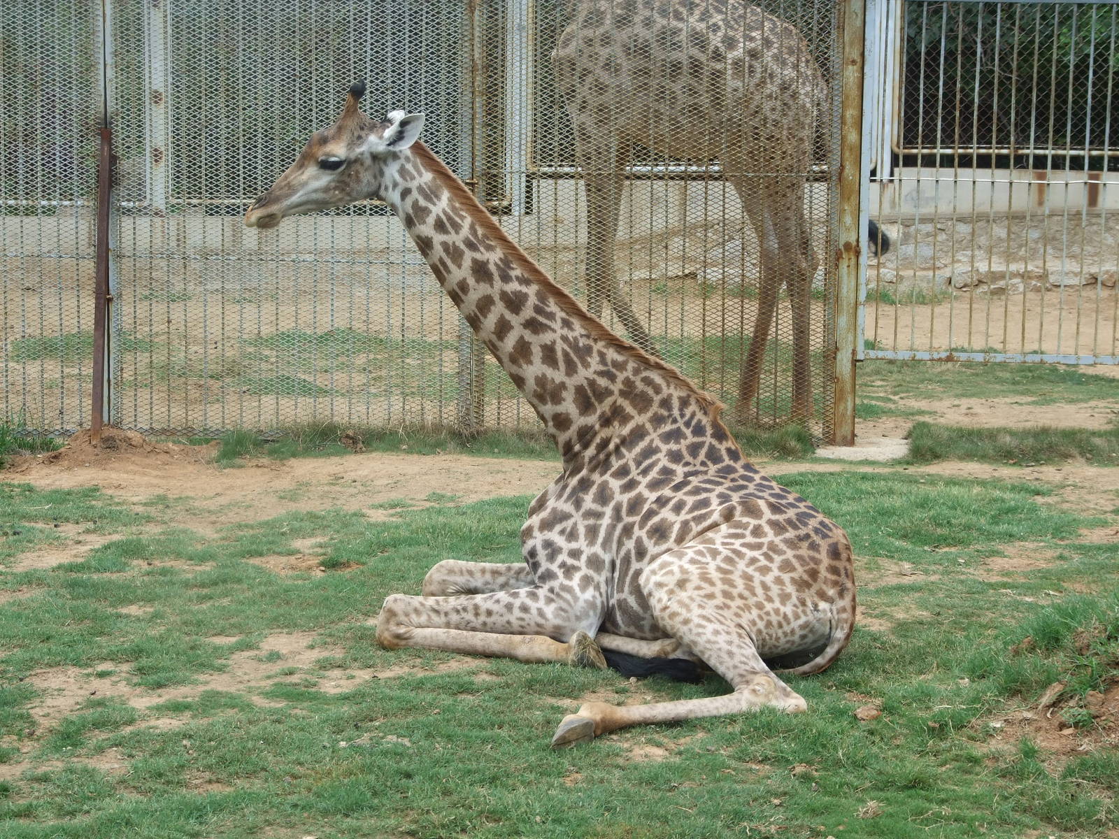 giraffe