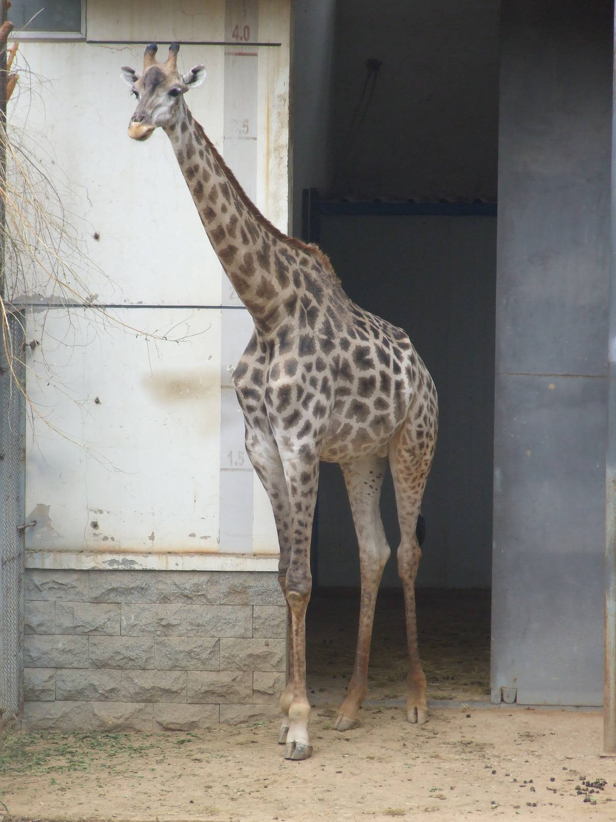 giraffe