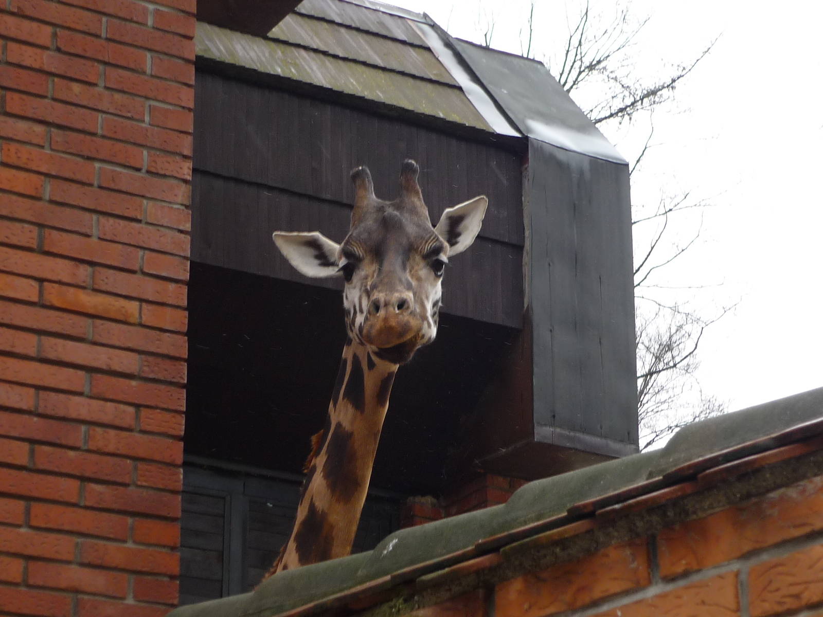 Giraffe