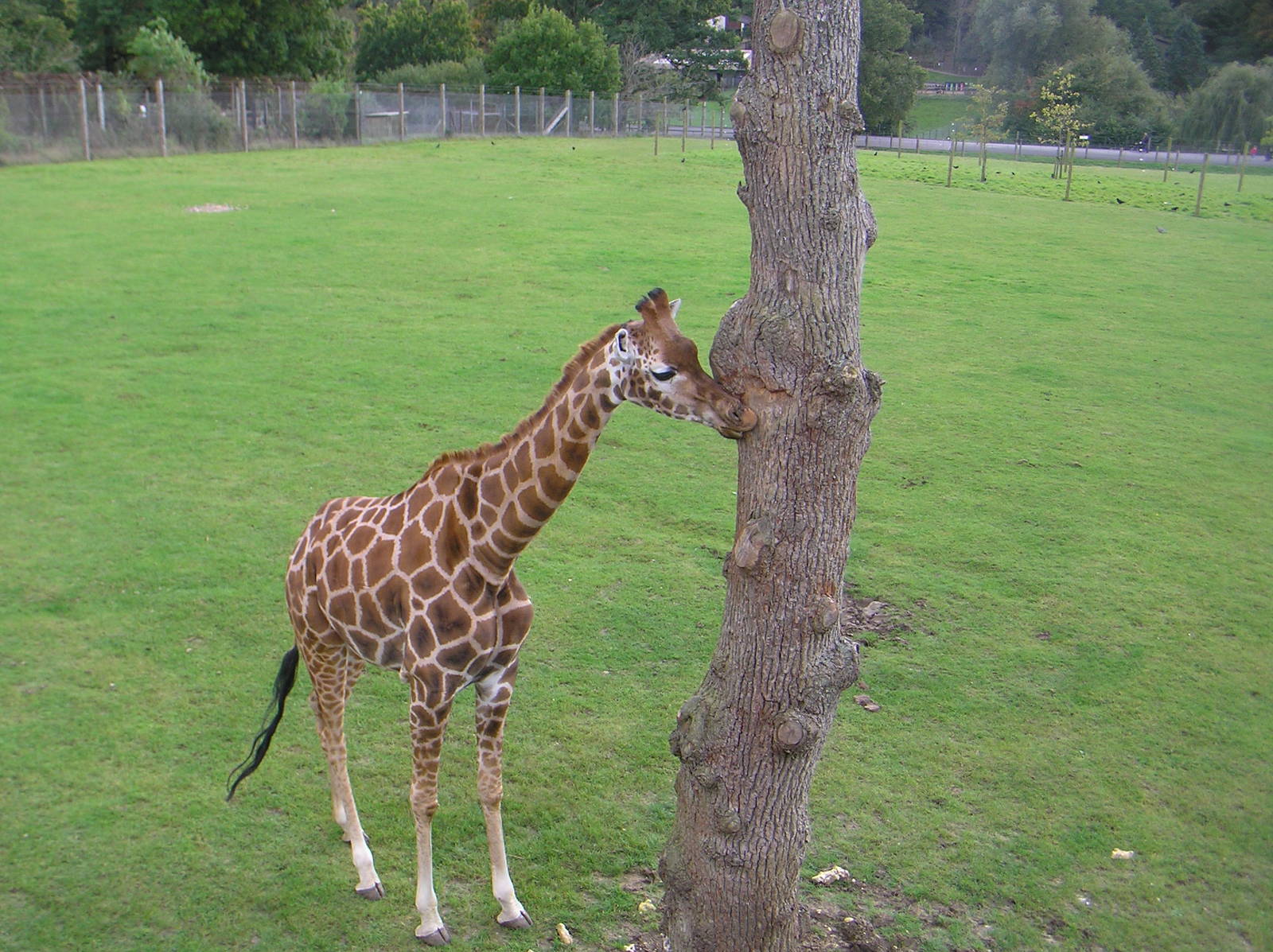 Giraffe