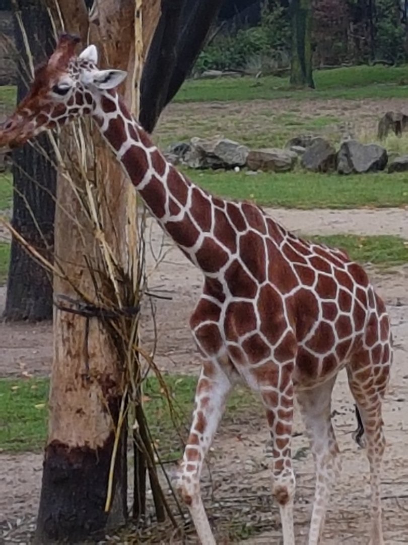 Giraffe