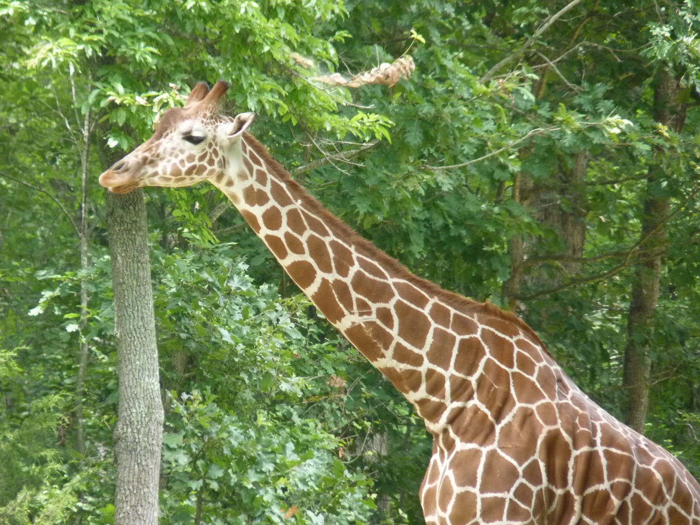 Giraffe