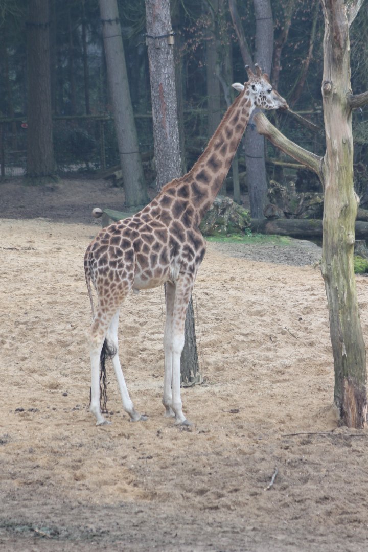 Giraffe