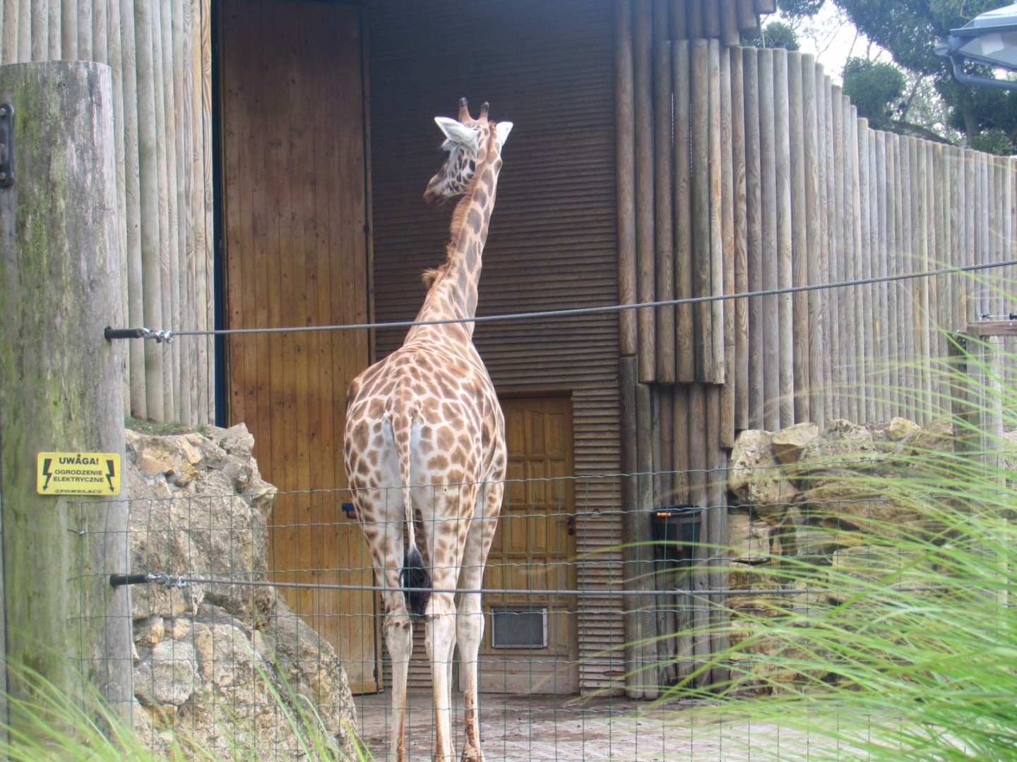 Giraffe