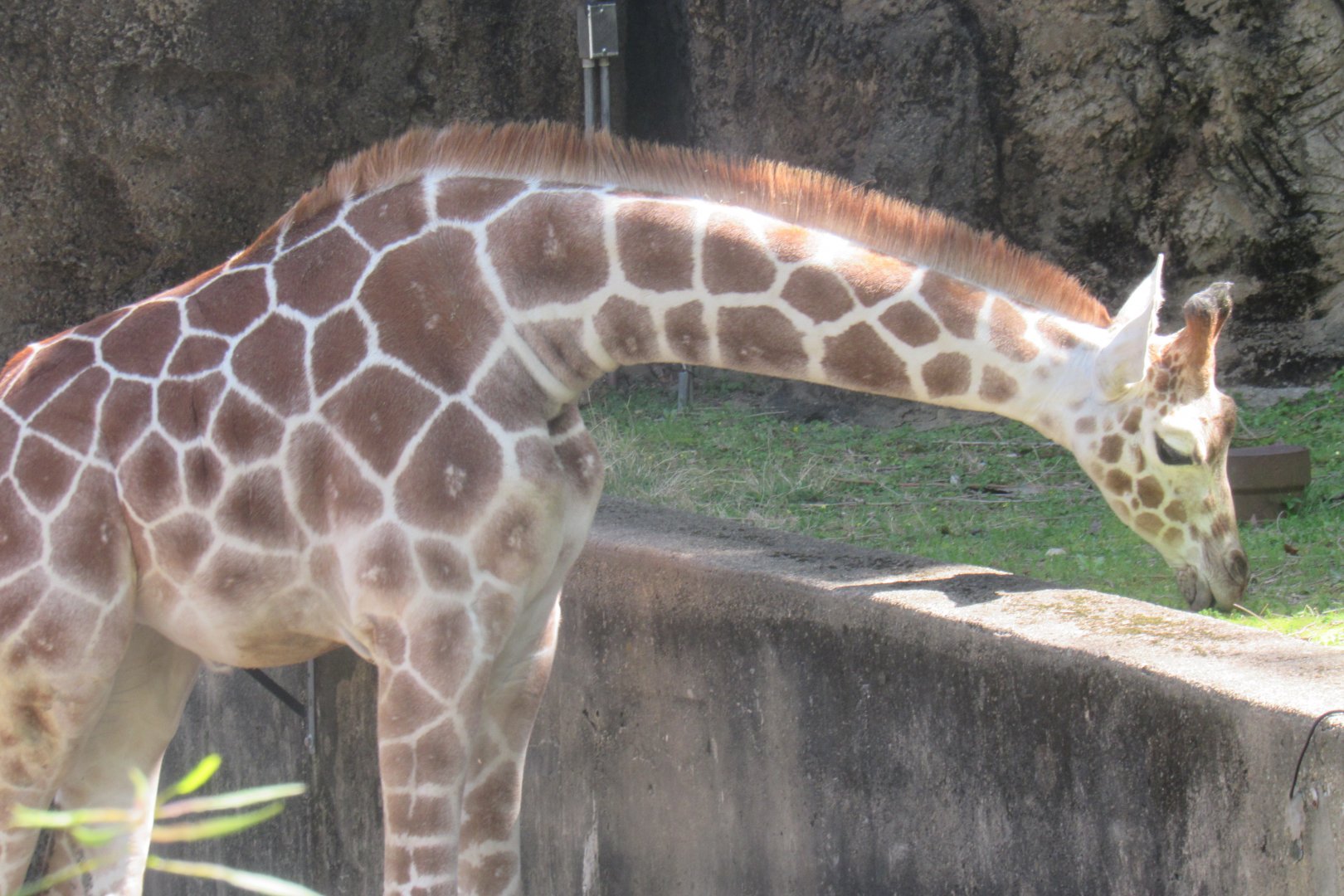 giraffe