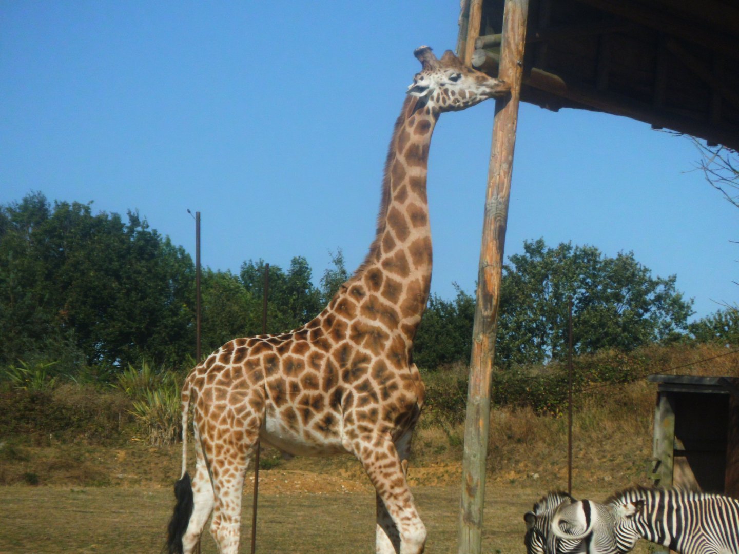 Giraffe