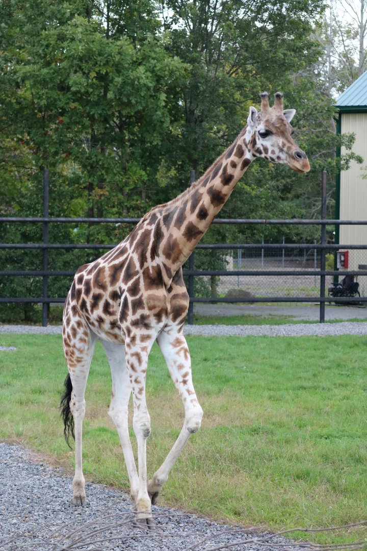 Giraffe