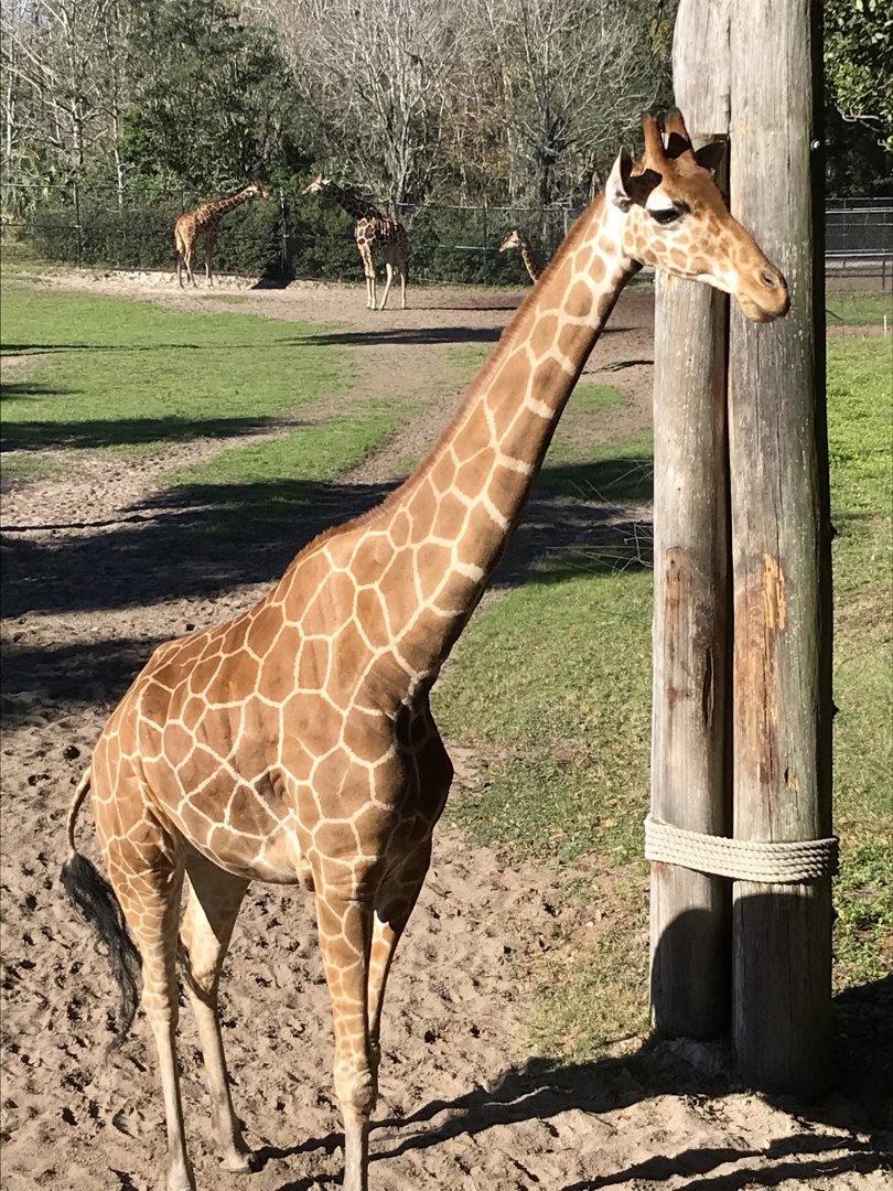 Giraffe