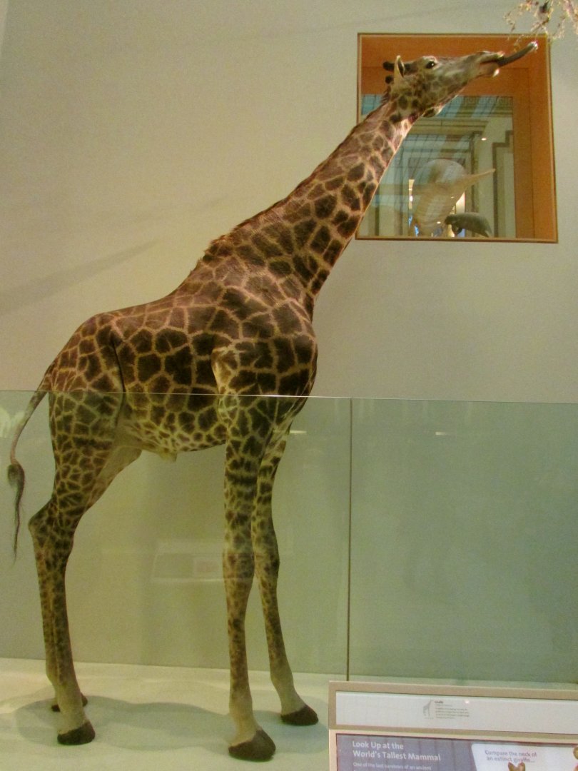 Giraffe