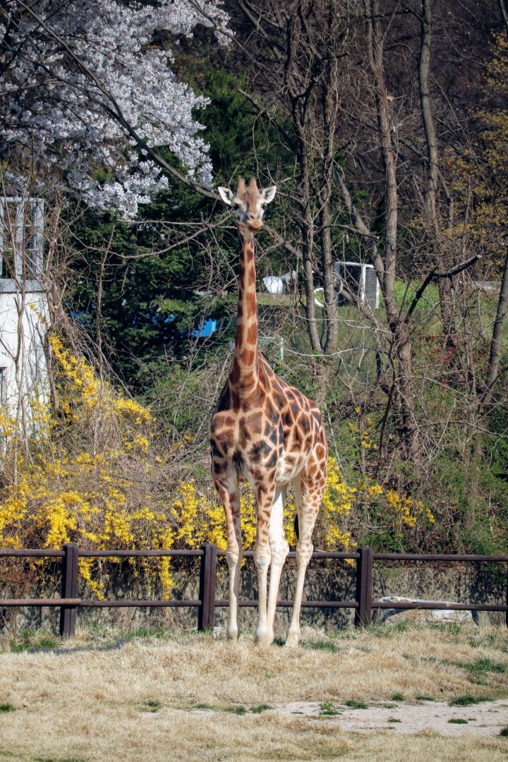 Giraffe