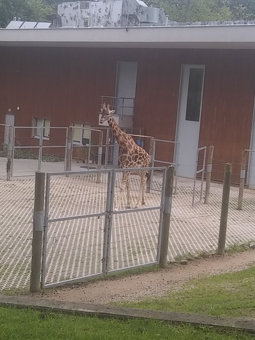 Giraffe